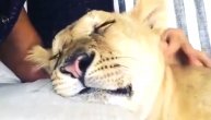 Simba, da li si to ti? Ovaj lavić baš zna da uživa