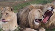 Žurka je gotova kad ova lavica kaže fajront