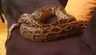 Soraja pokazala svog pitona