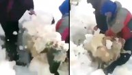 Ogroman sneg zatrpao ovce, jadne životinje se borile za život