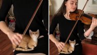Niko više ne uživa u zvucima violine od ove mačkice