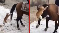 Mačkica napala konja, on počeo da beži k'o đavo od krsta