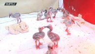 Spasili su 300 beba flamingosa od sigurne smrti i sad ne mogu da se odvoje od njih