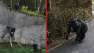 Pametni majmuni pomoću velike grane nadmudrili "zatvor"