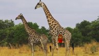 Ovako žirafe obeležavaju dan zaljubljenih