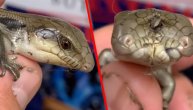 Uzeo je guštera u ruke i odmah mu se zavrtelo u glavi kad ga je malo bolje pogledao
