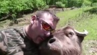 Neverovatna ljubav čoveka i bivola