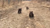 Tri medvedića siročeta prvi put izašli u šetnju i "istopili" svet!
