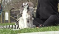 Lemuri rade jogu?! Ma, nije moguće