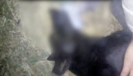 Užasne scene trovanja pasa u Kuršumliji