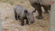 Kako neko može da povredi ovako divno biće? Rodio se mali nosorog
