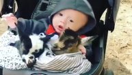 Ne može da bude loše kada mama, beba i koze krenu u šetnju