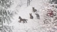 Pet lisičića se igra u aprilskom snegu, a vi pokušajte da se bar ne nasmešite