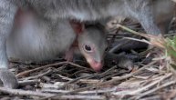 Pacov u torbi kengura? Nemoguće!
