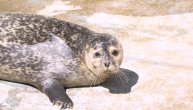 Amerikanci su se zgadili kad su videli kako i gde živi foka u srpskom zoo-vrtu