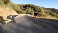 Skejter izvodio spust života, a onda se pojavila krava i ubila ga u pojam
