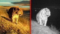 Zamislite da se ovo šunja po Avali: Tigar i Leopard na brdu iznad Vladivostoka