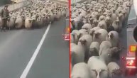 Krdo ovaca blokiralo magistralni put u Bosni
