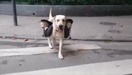 Kako su slatki! Tata labrador nosi štenad u bisagama preko pešačkog prelaza