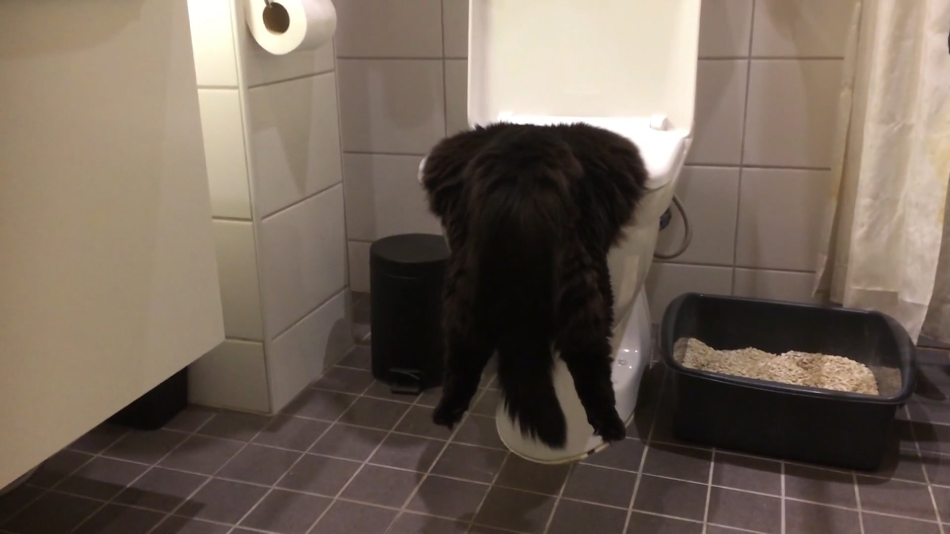 Crna maca na videu
