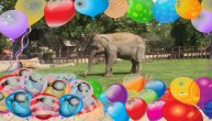 Beogradska lepotica proslavila 50. rođendan i svi obožavaju slonicu Tvigi