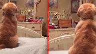 Ko je sad ovo? Pas u ogledalu ugledao sebe, a onda je krenula svađa
