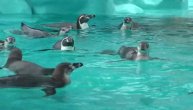Žurka u beogradskom Zoološkom vrtu: Posle 30 godina stigli pingvini!