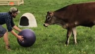 Krava bi možda bila najbolji fudbaler među životinjama da nije tolika maza