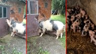 Ovo je jedna pametna guda! Krmača majka sama otvara vrata štale da uđe kod svojih prasića