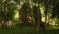 Otkriven misteriozni hram skriven u srcu šume