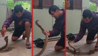 Igra sa živcima i životom! Muškarac samouvereno čikao kobru, a onda mu je ona odgovorila