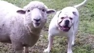 Američki buldog i ovca najbolji drugari?! I te kako je moguće