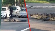 Šta me gledate ko da sam vanzemaljac? Krokodil lagano prelazio ulicu i zaustavio saobraćaj