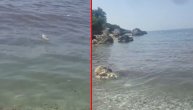 Izlila se kanalizacija na plaži Kamenovo