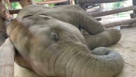 Slađe hrkanje nećete čuti! Ovako izgleda kao slonče uhvati prvi san