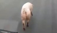 Divlje svinje jure beogradskim ulicama, a ova "dama" ide nogu pred nogu