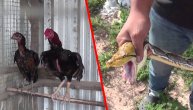 Tražili pitona po selu, a onda su ušli među petlove i otkrili užas