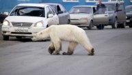 Polarni medved se smuca na deponiji