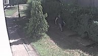 Baka bandit sa Voždovca ponovo u akciji krađe cveća