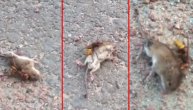 Stršljen je ubio pacova brutalnim napadom za tačno 60 sekundi