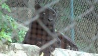 Crni panter u Beo zoo vrtu: Da li je ograda bezbedna za posetioce?
