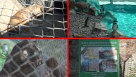 Da li je pingvinima vruće u Beo zoo vrtu, obrušava li se zid na medvede i zašto je tigar neuhranjen?