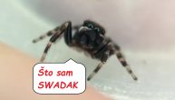 Ovo je najslađi pauk koga ste ikada videli