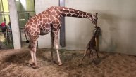 Ovo je mali korak za bebu žirafu, ali veliki za njenu brižnu mamu
