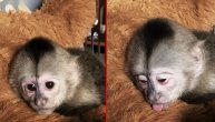 Očima koluta, jezičić ispade od umora. Presmešnom majmunčiću vreme je za dremku
