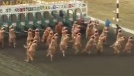 Trka dinosaurusa?! Da, i te kako je moguće