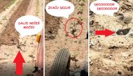 Hrabra majka poletela pod traktor da zaštiti svoje gnezdo