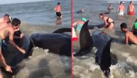 Nasukane kitove sa plaže spasavali uplašeni turisti