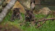Slatka mačka bila je šumska zver a sada je skoro istrebljena