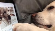 Rutina uticajnog labradora: "Da vidim pre spavanja ko me je lajkovao"